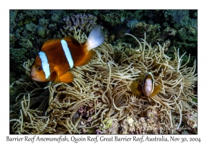 Barrier Reef Anemonefish