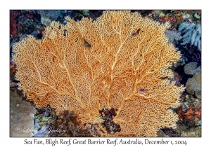 Sea Fan