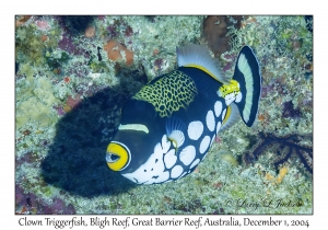 Clown Triggerfish