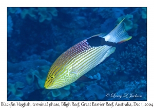 Blackfin Hogfish