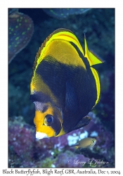 Black Butterflyfish