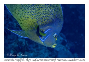 Semicircle Angelfish