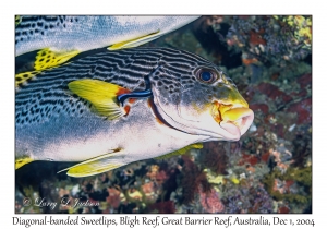 Diagonal-banded Sweetlips