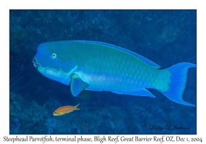 Steephead Parrotfish