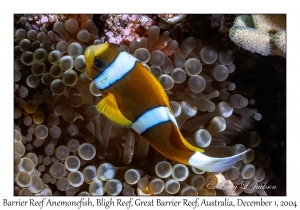 Barrier Reef Anemonefish