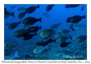 Yellowmask Surgeonfish