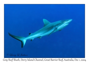 Gray Reef Shark