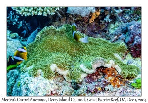 Merten's Carpet Anemone