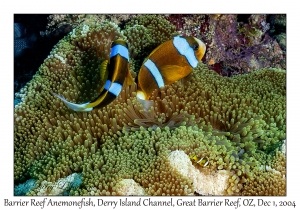 Barrier Reef Anemonefish