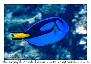 Palette Surgeonfish