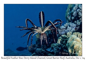 Beautiful Feather Star