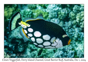 Clown Triggerfish