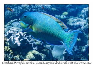 Steephead Parrotfish