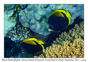 Black Butterflyfish