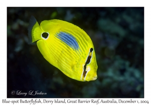 Blue-spot Butterflyfish