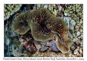 Fluted Giant Clam