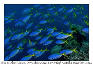 Blue & Yellow Fusiliers