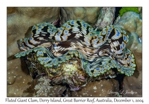 Fluted Giant Clam