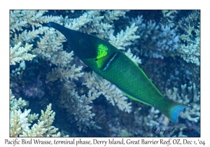 Pacific Bird Wrasse