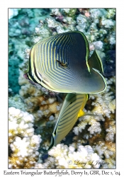 Eastern Triangular Butterflyfish & Isopod