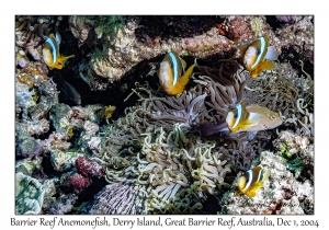 Barrier Reef Anemonefish