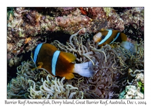 Barrier Reef Anemonefish