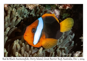 Red & Black Anemonefish