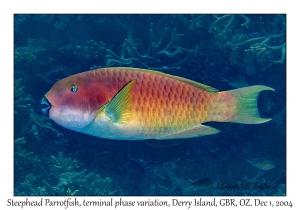 Steephead Parrotfish