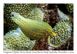 Longnose Filefish