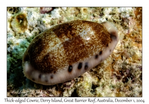 Thick-edged Cowrie