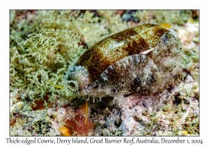 Thick-edged Cowrie