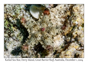 Unknown Sea Star