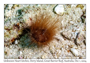 Unknown Heart Urchin