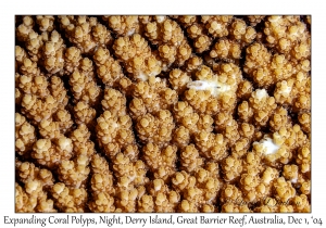 Expanding Coral Polyps