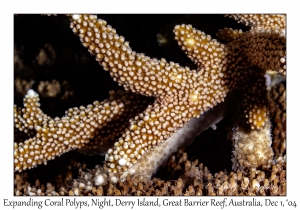 Expanding Coral Polyps