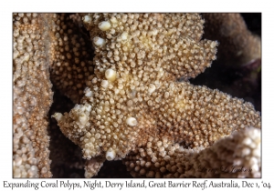 Expanding Coral Polyps