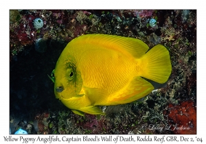 Yellow Pygmy Angelfish