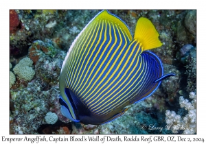 Emperor Angelfish