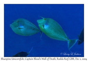 Bluespine Unicornfish