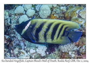 Six-banded Angelfish