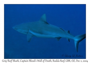 Gray Reef Shark