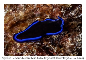 Sapphire Flatworm