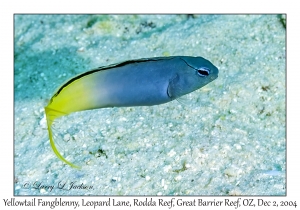 Yellowtail Fangblenny