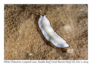 White Flatworm