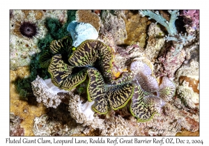 Fluted Giant Clam