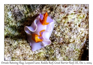 Ornate Batwing Slug