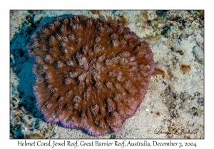 Helmet Coral