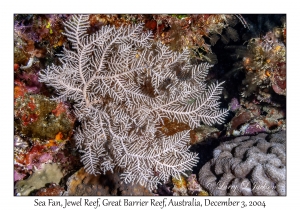 Sea Fan