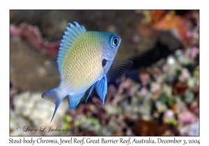 Stout-body Chromis