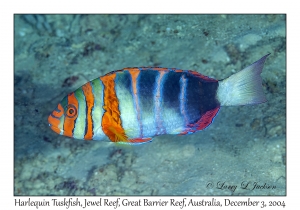 Harlequin Tuskfish